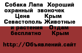 Собака Лапа. Хороший охранный “звоночек“)) › Цена ­ 1 - Крым, Севастополь Животные и растения » Отдам бесплатно   . Крым